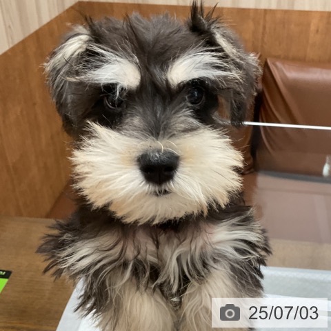 ミニチュア・シュナウザーの写真