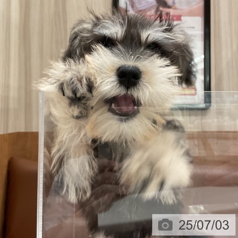 ミニチュア・シュナウザーの写真