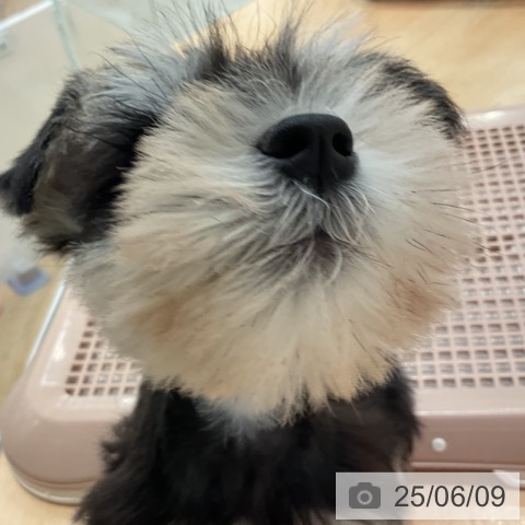 ミニチュア・シュナウザーの写真