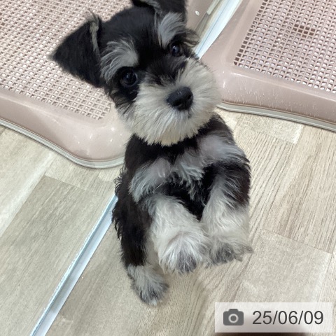 ミニチュア・シュナウザーの写真