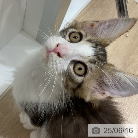 メインクーンの写真