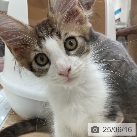 メインクーンの写真