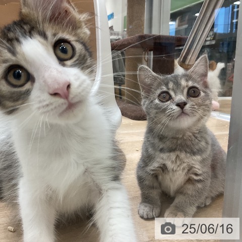 メインクーンの写真