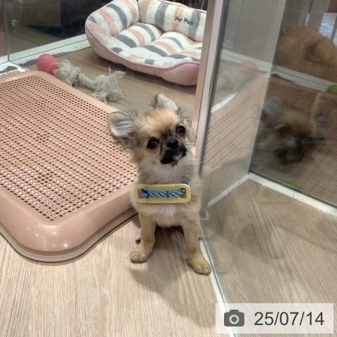 チワワの写真
