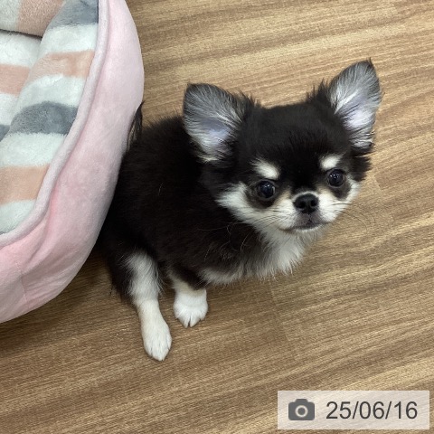 チワワの写真