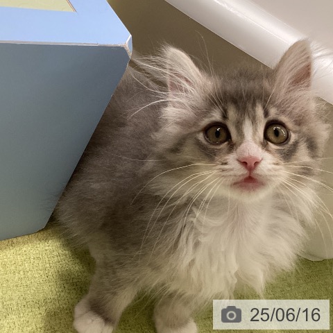 ノルウェージャンフォレストキャットの写真