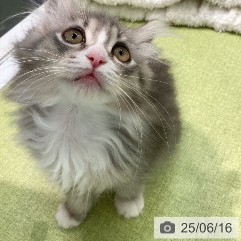 ノルウェージャンフォレストキャットの写真