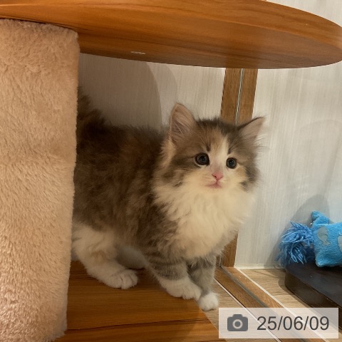 ノルウェージャンフォレストキャットの写真