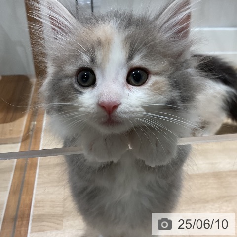 ノルウェージャンフォレストキャットの写真