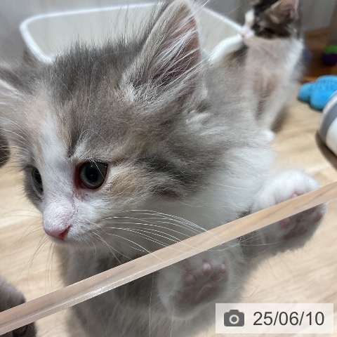 ノルウェージャンフォレストキャットの写真