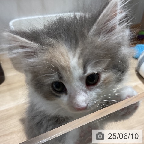 ノルウェージャンフォレストキャットの写真