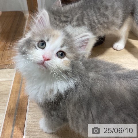 ノルウェージャンフォレストキャットの写真