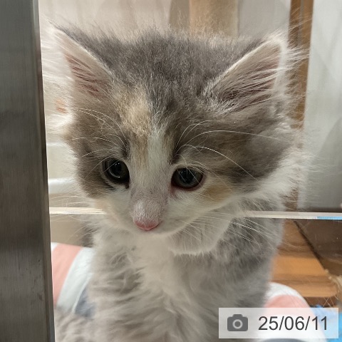 ノルウェージャンフォレストキャットの写真