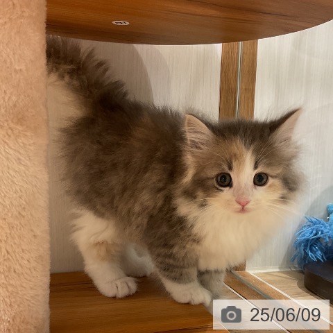 ノルウェージャンフォレストキャットの写真