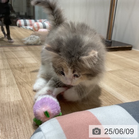 ノルウェージャンフォレストキャットの写真