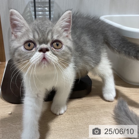 エキゾチックの写真