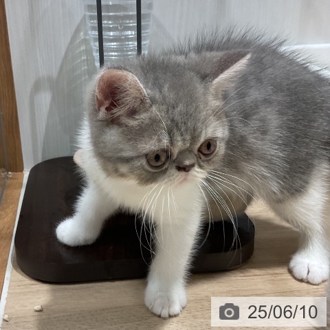 エキゾチックの写真