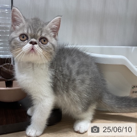 エキゾチックの写真
