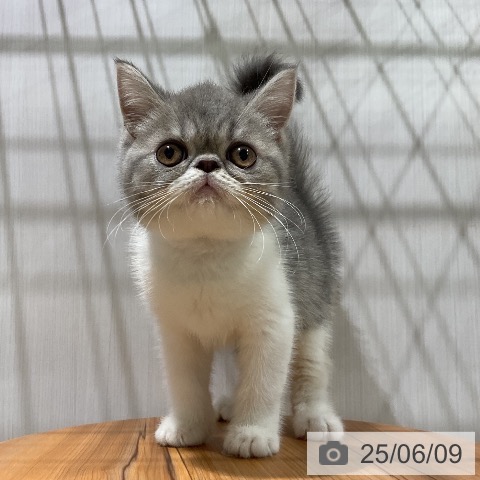 エキゾチックの写真