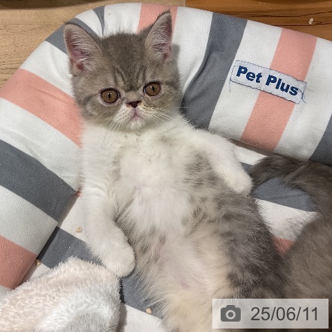 エキゾチックの写真