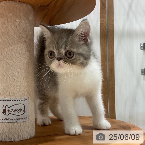 エキゾチックの写真