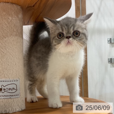 エキゾチックの写真