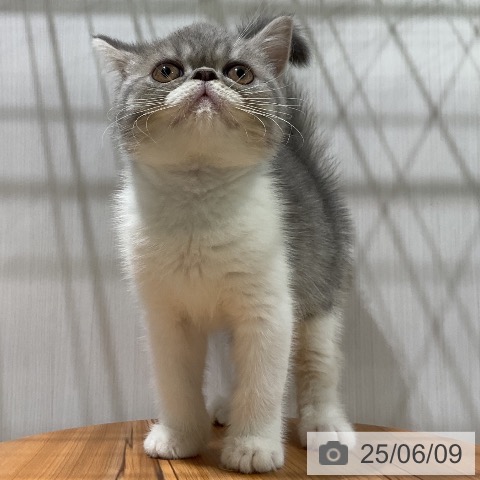 エキゾチックの写真