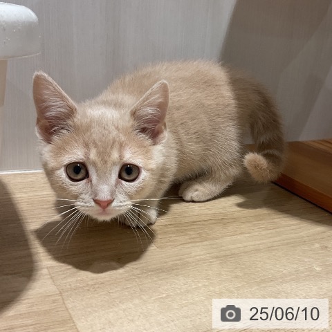 マンチカンの写真