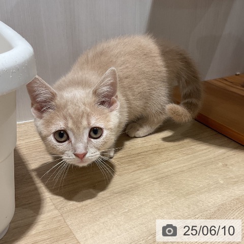 マンチカンの写真