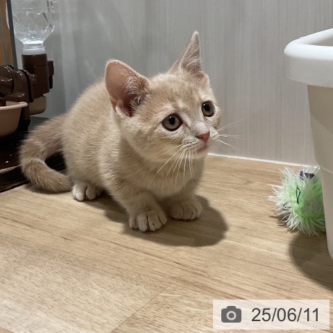 マンチカンの写真