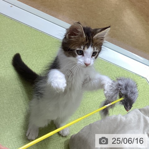 メインクーンの写真