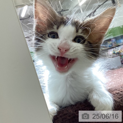 メインクーンの写真