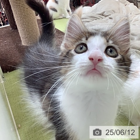 メインクーンの写真