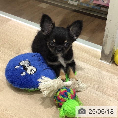 チワワの写真