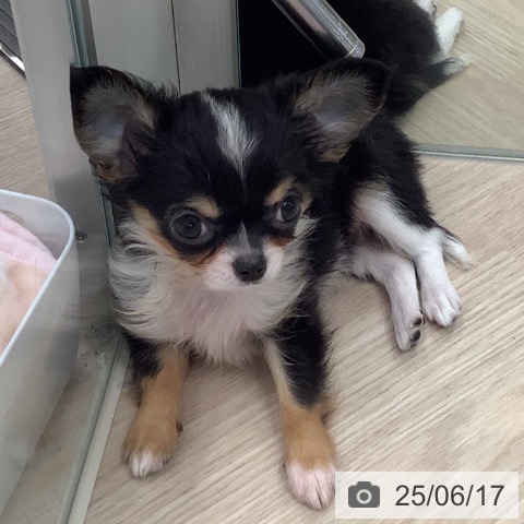 チワワの写真