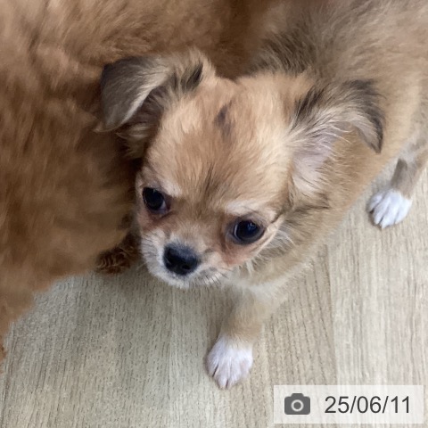 チワワの写真