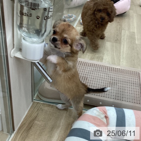 チワワの写真