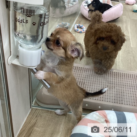 チワワの写真