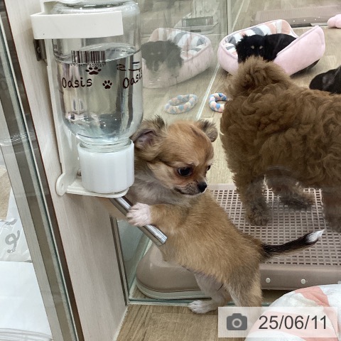 チワワの写真