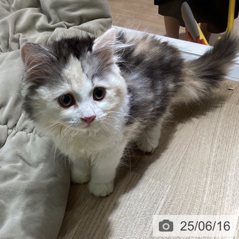 ラガマフィンの写真