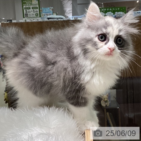 ラガマフィンの写真