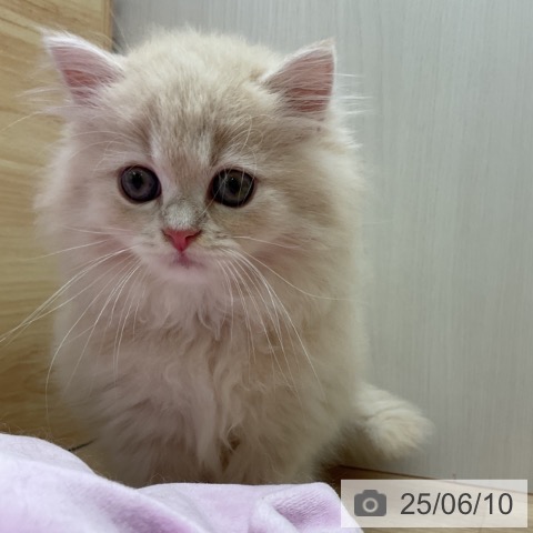 ラガマフィンの写真