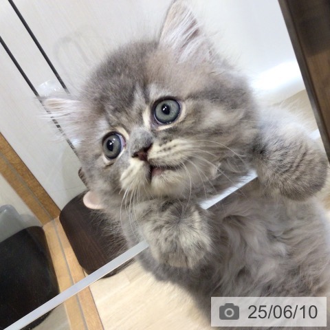 エキゾチックの写真