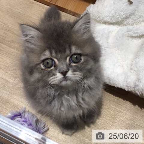 エキゾチックの写真