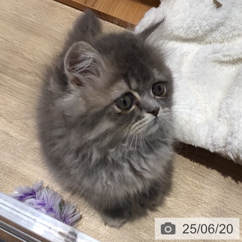 エキゾチックの写真