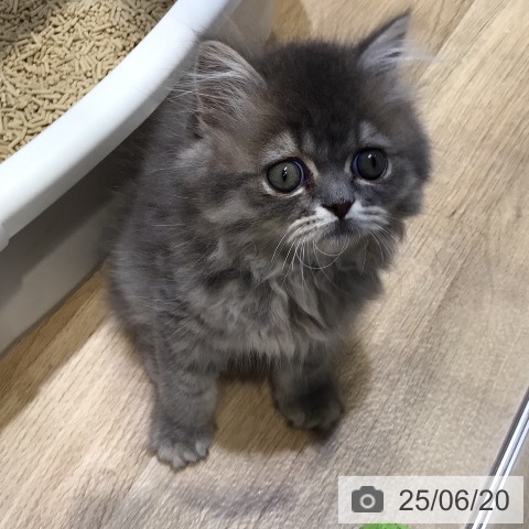 エキゾチックの写真