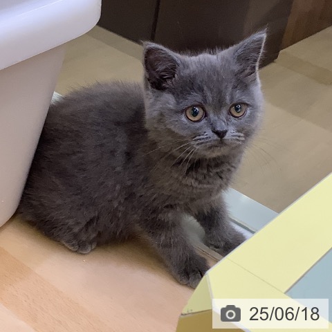 ブリティッシュショートヘアの写真