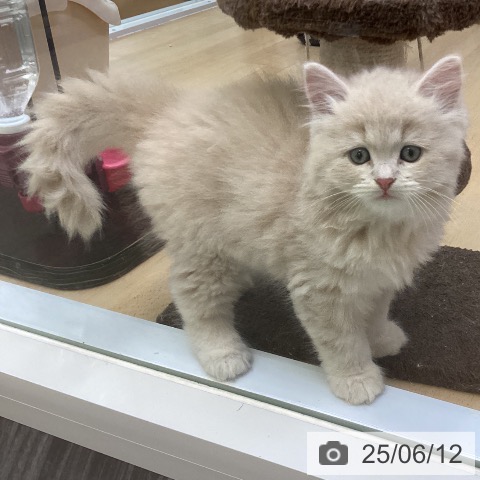 サイベリアンの写真