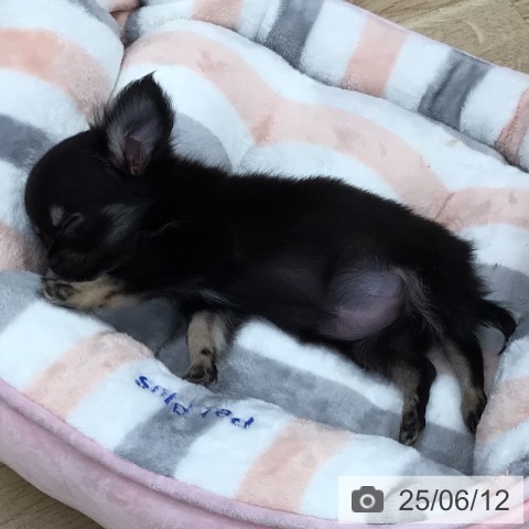 チワワの写真