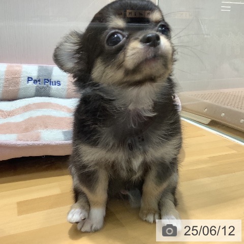 チワワの写真